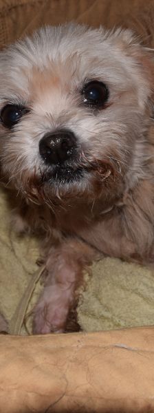 rapunzel – Mischling, Weibchen, 11 Jahre 5 Monate – Foto 12