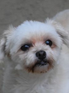 rapunzel – Mischling, Weibchen, 11 Jahre 5 Monate – Foto 13