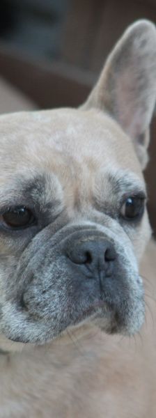 alicent – Mischling, Weibchen, 3 Jahre, Ungarn – Foto 1