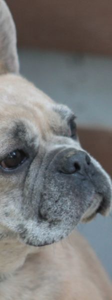 alicent – Mischling, Weibchen, 3 Jahre, Ungarn – Foto 2