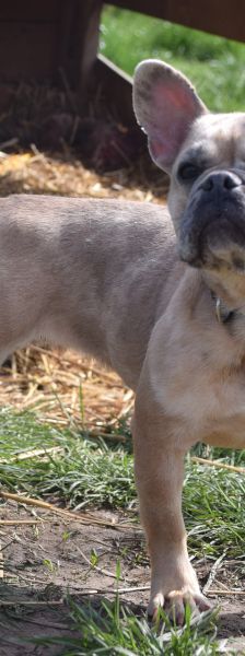 alicent – Mischling, Weibchen, 3 Jahre, Ungarn – Foto 3