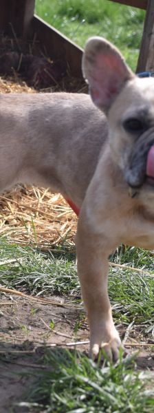alicent – Mischling, Weibchen, 3 Jahre, Ungarn – Foto 4