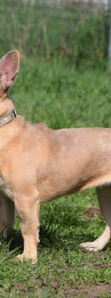 alicent – Mischling, Weibchen, 3 Jahre, Ungarn – Foto 5