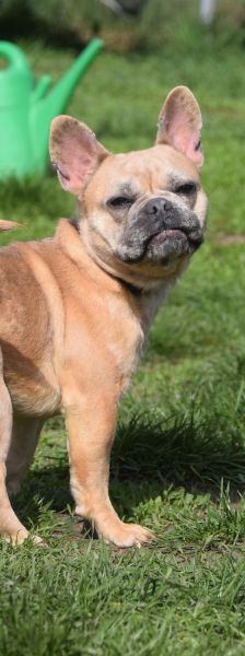 alicent – Mischling, Weibchen, 3 Jahre, Ungarn – Foto 6