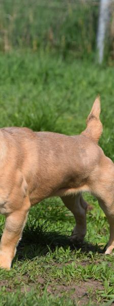 alicent – Mischling, Weibchen, 3 Jahre, Ungarn – Foto 7