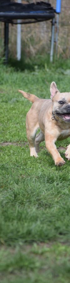 alicent – Mischling, Weibchen, 3 Jahre, Ungarn – Foto 8