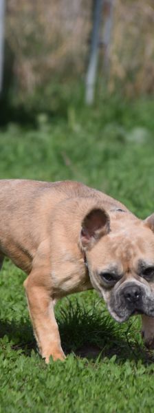 alicent – Mischling, Weibchen, 3 Jahre, Ungarn – Foto 9