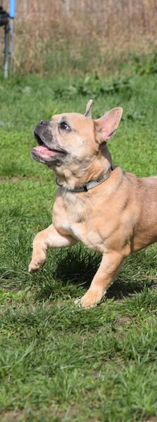 alicent – Mischling, Weibchen, 3 Jahre, Ungarn – Foto 10
