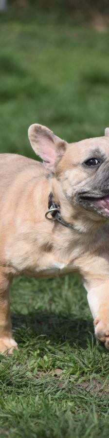 alicent – Mischling, Weibchen, 3 Jahre, Ungarn – Foto 12