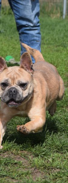 alicent – Mischling, Weibchen, 3 Jahre, Ungarn – Foto 14