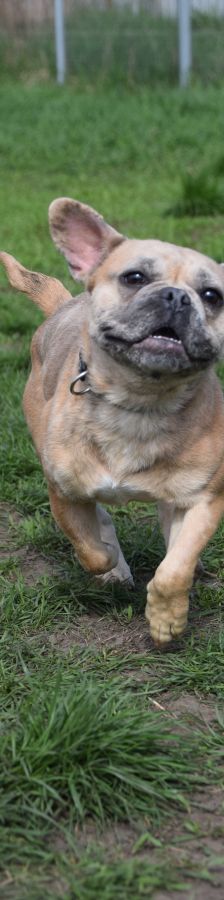 alicent – Mischling, Weibchen, 3 Jahre, Ungarn – Foto 15