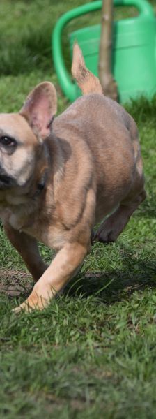 alicent – Mischling, Weibchen, 3 Jahre, Ungarn – Foto 16