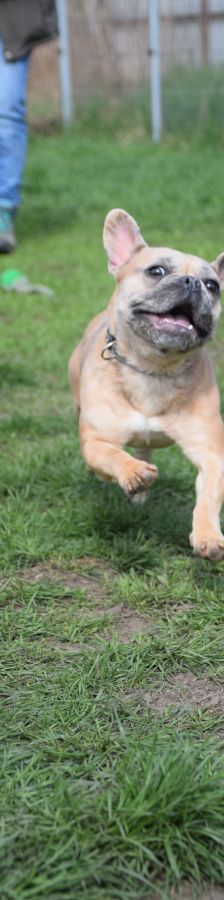 alicent – Mischling, Weibchen, 3 Jahre, Ungarn – Foto 17
