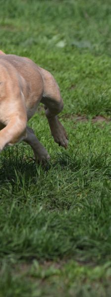 alicent – Mischling, Weibchen, 3 Jahre, Ungarn – Foto 18