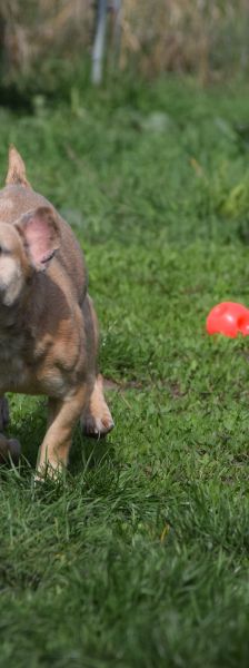 alicent – Mischling, Weibchen, 3 Jahre, Ungarn – Foto 19