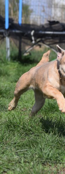 alicent – Mischling, Weibchen, 3 Jahre, Ungarn – Foto 20