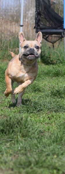 alicent – Mischling, Weibchen, 3 Jahre, Ungarn – Foto 22