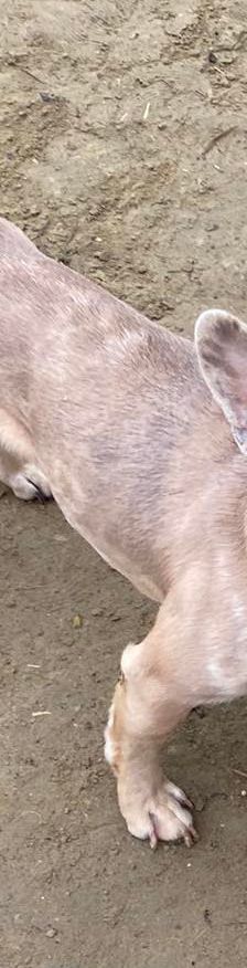 alicent – Mischling, Weibchen, 3 Jahre, Ungarn – Foto 24