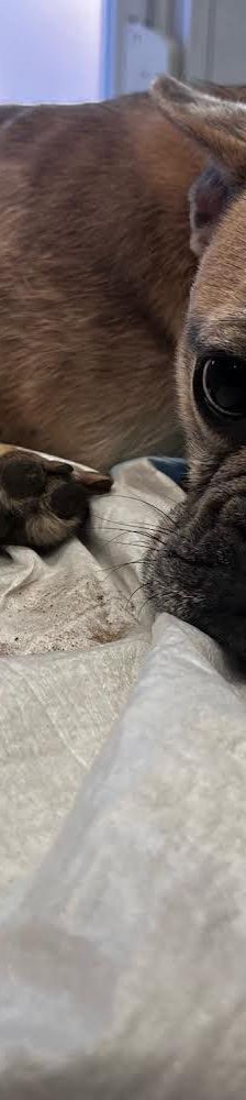 alicent – Mischling, Weibchen, 3 Jahre, Ungarn – Foto 28