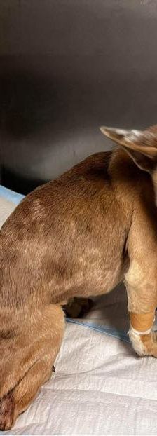 alicent – Mischling, Weibchen, 3 Jahre, Ungarn – Foto 29