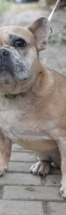 alicent – Mischling, Weibchen, 3 Jahre, Ungarn – Foto 31