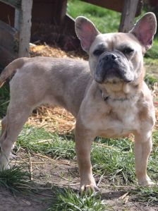 alicent – Mischling, Weibchen, 3 Jahre, Ungarn – Foto 32