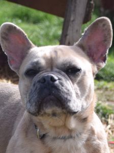 alicent – Mischling, Weibchen, 3 Jahre, Ungarn – Foto 33