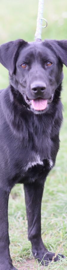 sancho – Mischling, Männchen, 2 Jahre, Ungarn – Foto 1