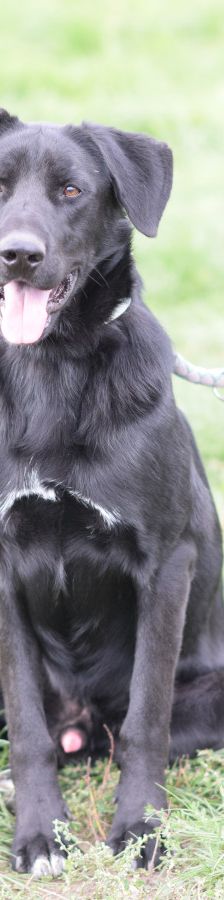 sancho – Mischling, Männchen, 2 Jahre, Ungarn – Foto 3
