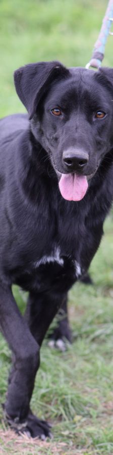 sancho – Mischling, Männchen, 2 Jahre, Ungarn – Foto 6