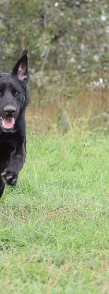 sancho – Mischling, Männchen, 2 Jahre, Ungarn – Foto 7