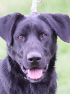 sancho – Mischling, Männchen, 2 Jahre, Ungarn – Foto 8