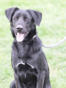 sancho – Mischling, Männchen, 2 Jahre, Ungarn – Foto 9