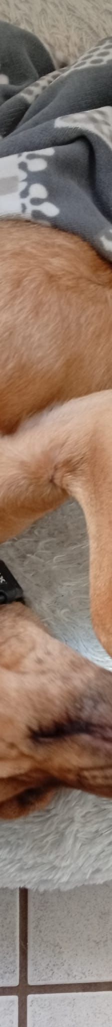 Solo – Mischling, Weibchen, 10 Jahre 5 Monate, Mechernich – Foto 2