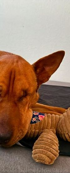 Solo – Mischling, Weibchen, 10 Jahre 5 Monate, Mechernich – Foto 11