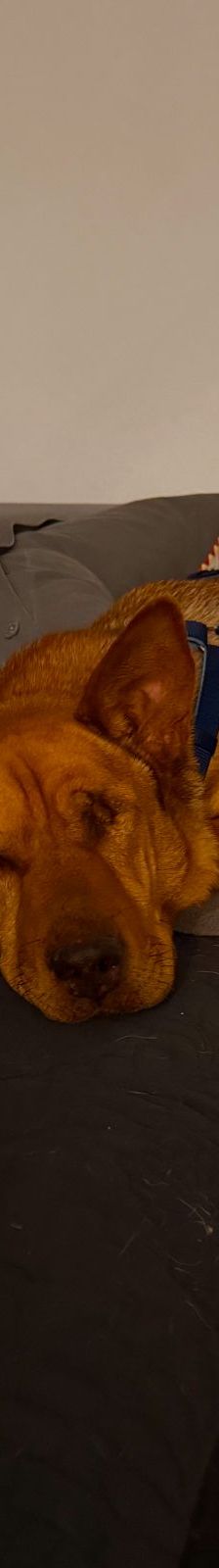 Solo – Mischling, Weibchen, 10 Jahre 5 Monate, Mechernich – Foto 12