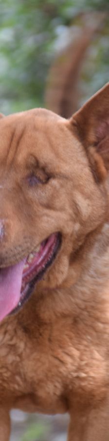 Solo – Mischling, Weibchen, 10 Jahre 5 Monate, Mechernich – Foto 13