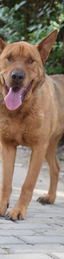 Solo – Mischling, Weibchen, 10 Jahre 5 Monate, Mechernich – Foto 14
