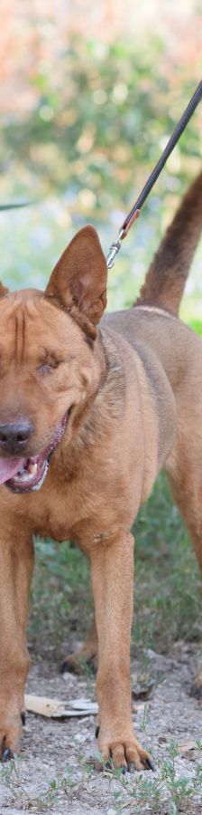 Solo – Mischling, Weibchen, 10 Jahre 5 Monate, Mechernich – Foto 20