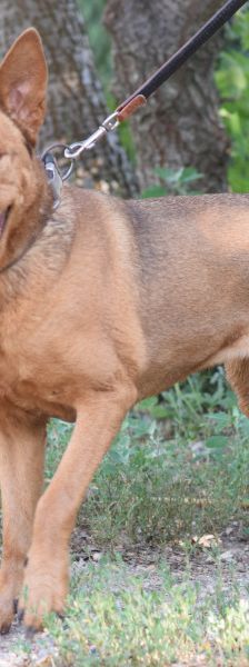 Solo – Mischling, Weibchen, 10 Jahre 5 Monate, Mechernich – Foto 21
