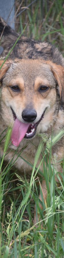 bine – Mischling, Weibchen, 1 Jahr 2 Monate, Ungarn – Foto 1