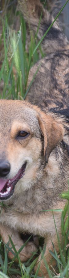 bine – Mischling, Weibchen, 1 Jahr 2 Monate, Ungarn – Foto 2