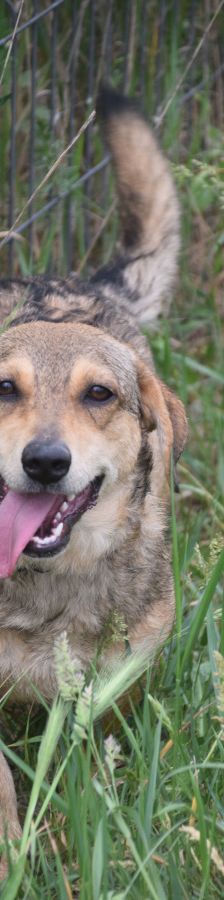 bine – Mischling, Weibchen, 1 Jahr 2 Monate, Ungarn – Foto 3