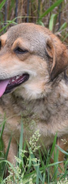 bine – Mischling, Weibchen, 1 Jahr 2 Monate, Ungarn – Foto 4