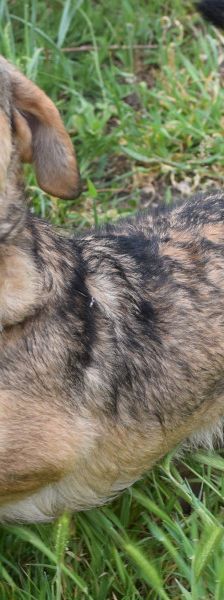 bine – Mischling, Weibchen, 1 Jahr 2 Monate, Ungarn – Foto 5
