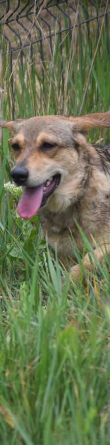 bine – Mischling, Weibchen, 1 Jahr 2 Monate, Ungarn – Foto 6