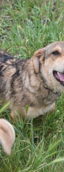 bine – Mischling, Weibchen, 1 Jahr 2 Monate, Ungarn – Foto 7