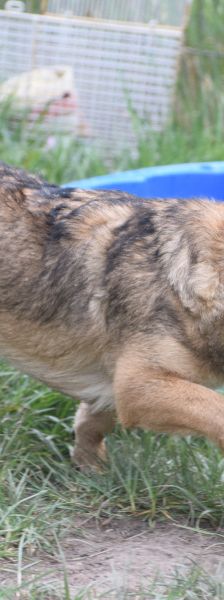bine – Mischling, Weibchen, 1 Jahr 2 Monate, Ungarn – Foto 8