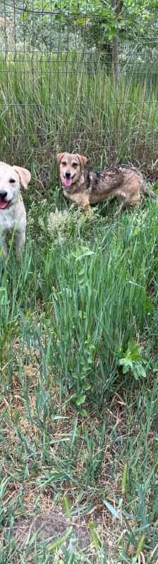 bine – Mischling, Weibchen, 1 Jahr 2 Monate, Ungarn – Foto 9