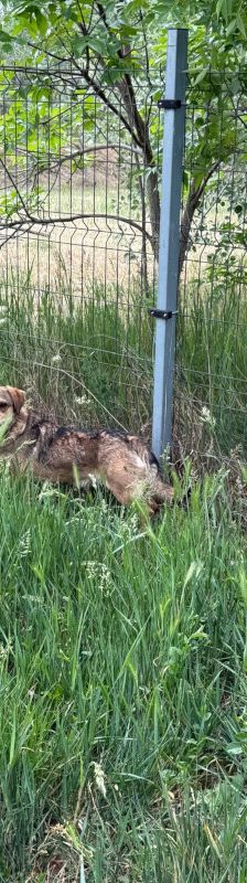bine – Mischling, Weibchen, 1 Jahr 2 Monate, Ungarn – Foto 10